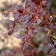 Berberis Red Jewel