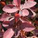 Berberis Superba