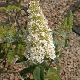 Buddleia White Profusion