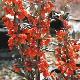 Berberis � fleurs oranges