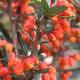 Berberis � fleurs oranges
