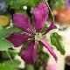 Cl�matite � grandes fleurs Niobe