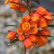 Berberis � fleurs oranges
