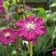 Cl�matite � grandes fleurs Barbara Harrington
