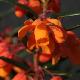 Berberis � fleurs oranges