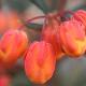 Berberis � fleurs oranges