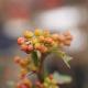 Berberis Apricot Queen