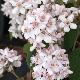 Deutzia Mont Rose