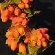 Berberis Apricot Queen
