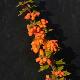 Berberis Apricot Queen
