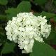 Hortensia Annabelle