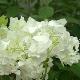 Hortensia arborescent Grandiflora