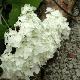 Hortensia arborescent Grandiflora