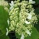 Hortensia arborescent radiata