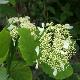 Hortensia arborescent radiata