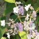 Hortensia aspera Rocklon