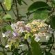 Hortensia aspera Rocklon