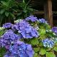 Hortensia Nikko Blue