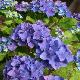 Hortensia Nikko Blue