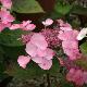 Hortensia dolce � Gipsy
