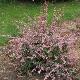 Berberis � feuillage panach�