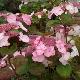 Hortensia dolce � Gipsy