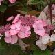 Hortensia dolce � Gipsy