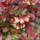 Berberis � feuillage panach�