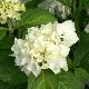 Hortensia Madame Emile Mouill�re