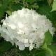 Hortensia Madame Emile Mouill�re