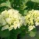 Hortensia Nymphe