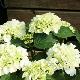 Hortensia Schneeball