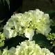 Hortensia Schneeball