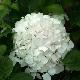 Hortensia Soeur Th�r�se