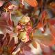 Berberis � feuillage panach�