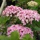 Hortensia � fleurs de lilas