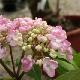 Hortensia � fleurs de lilas