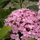 Hortensia � fleurs de lilas