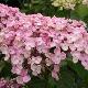 Hortensia � fleurs de lilas