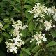 Hortensia Great Star