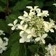 Hortensia Great Star