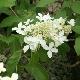 Hortensia Great Star