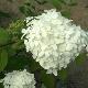 Hortensia � panicules Limelight