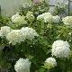 Hortensia � panicules Limelight