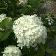 Hortensia � panicules Limelight