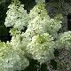 Hortensia  �  panicules kolmagino