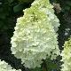 Hortensia  �  panicules kolmagino
