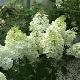 Hortensia  �  panicules kolmagino