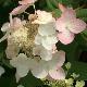 Hortensia � panicules Mega Mindy