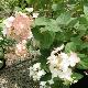 Hortensia � panicules Mega Mindy